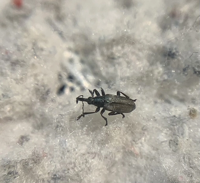 Mesotrichapion punctirostre - pontosorrú cickányormányos