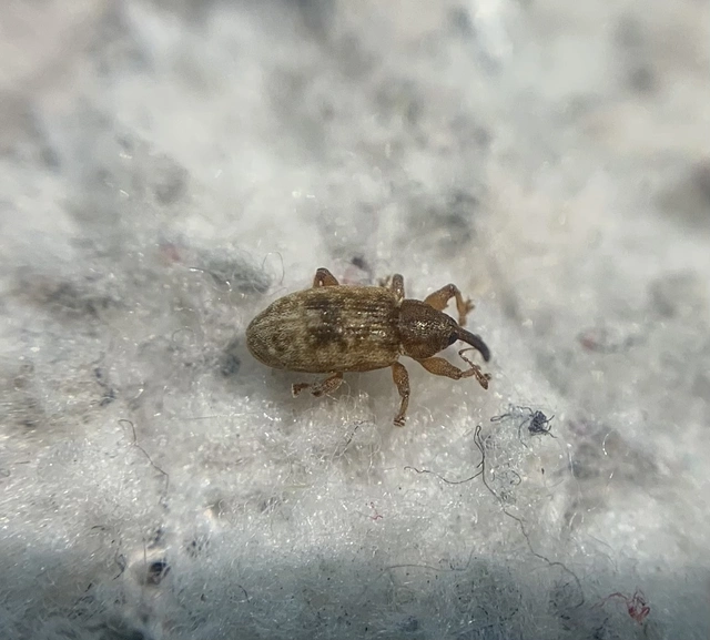 Dorytomus melanophthalmus - sárgaorrú hangormányos