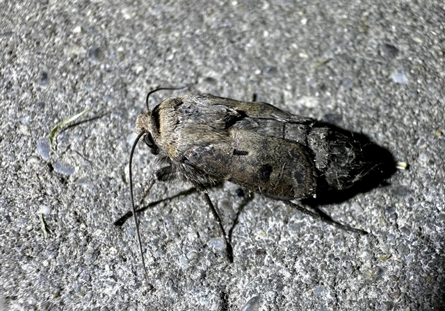 Agrotis exclamationis - felkiáltójeles földibagoly