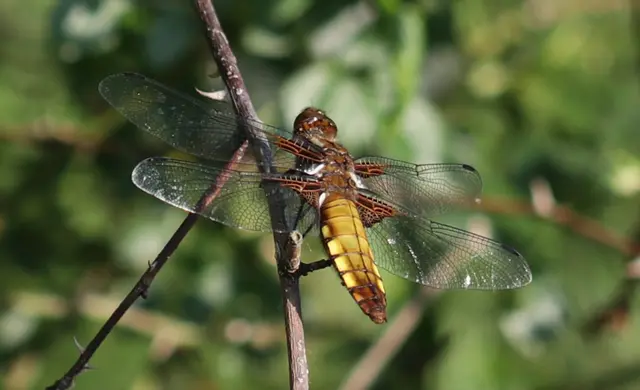 Libellula depressa - széles laposacsa
