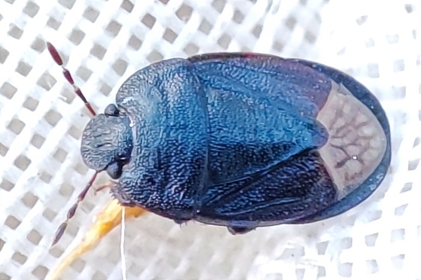 Ochetostethus