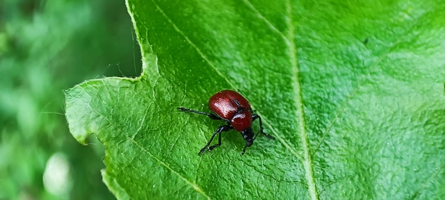 Attelabus nitens - tölgy-levélsodró