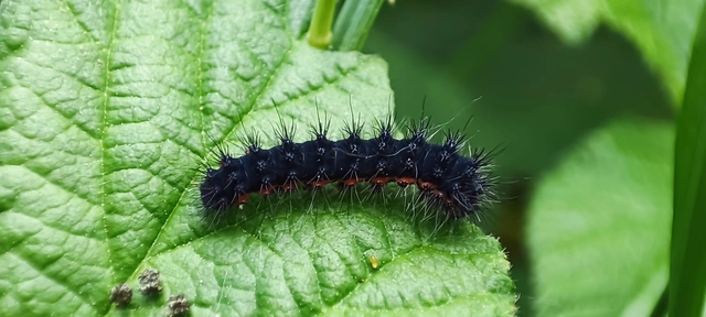 Saturnia pavoniella/pavonia
