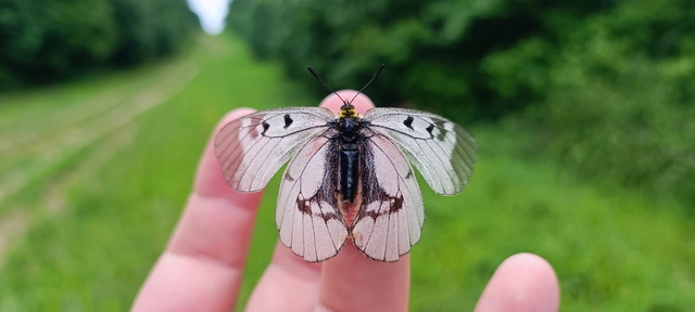 Parnassius mnemosyne - kis apollólepke