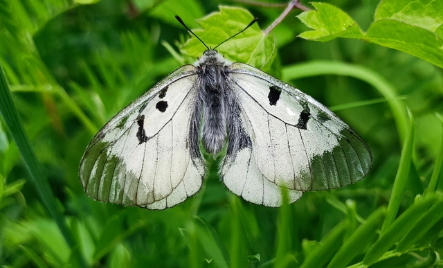 Parnassius mnemosyne - kis apollólepke