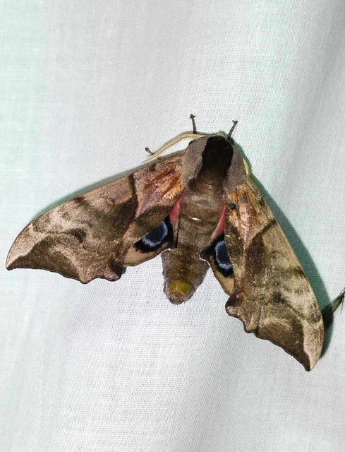 Smerinthus ocellatus - esti pávaszem