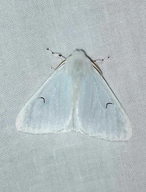 Arctornis l-nigrum - L-betűs gyapjaslepke