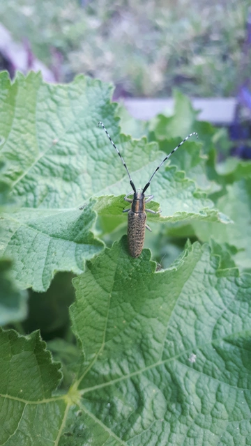 Agapanthia villosoviridescens - fehérgyűrűs bogáncscincér
