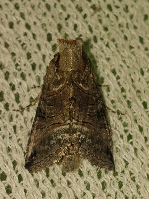 Abrostola tripartita - szürkeövű csalánbagoly