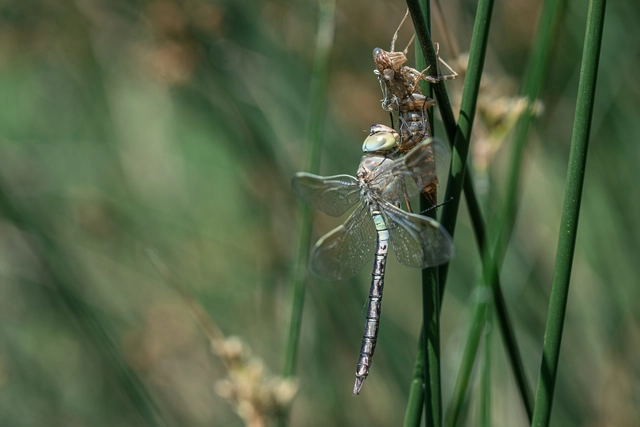 Anax parthenope - barna óriásacsa