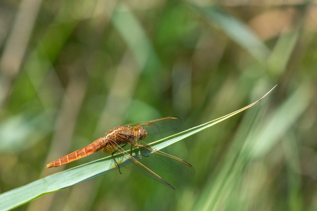 Crocothemis erythraea - skarlát szitakötő