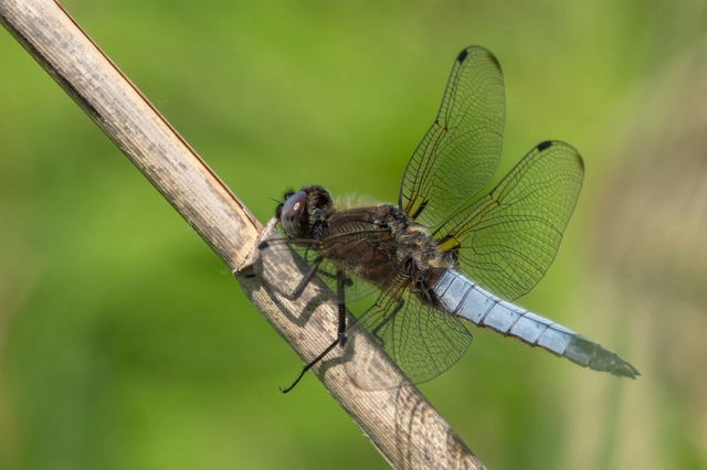 Libellula fulva - kisfoltos laposacsa