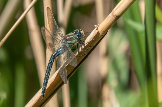 Brachytron pratense - szőrös karcsúacsa
