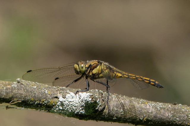 Orthetrum cancellatum - feketefarkú pásztorszitakötő