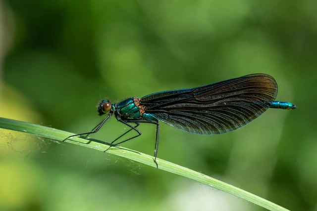 Calopteryx virgo - kisasszony-szitakötő