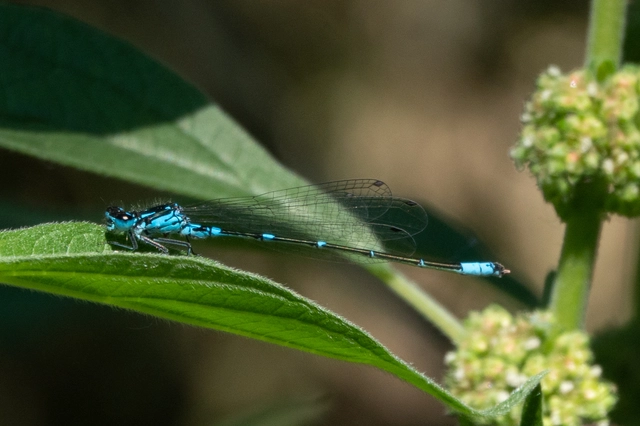 Coenagrion pulchellum - karcsú légivadász