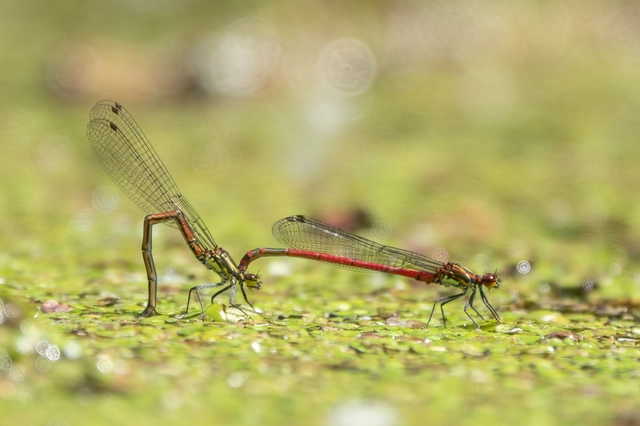 Pyrrhosoma nymphula interposita - vörös légivadász