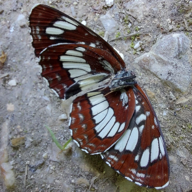 Neptis rivularis - nagy fehérsávoslepke