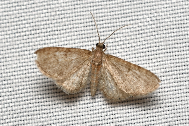 Eupithecia haworthiata - rozsdástestű törpearaszoló