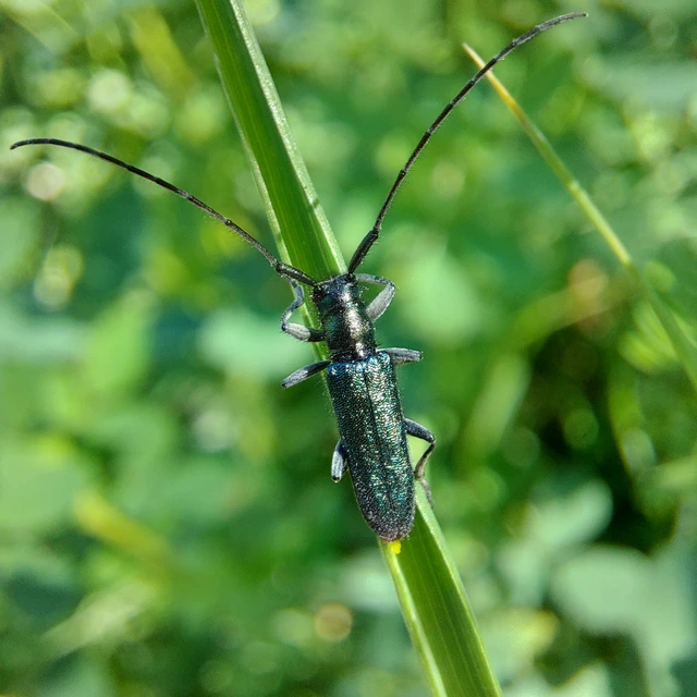Agapanthia violacea - kék somkórócincér