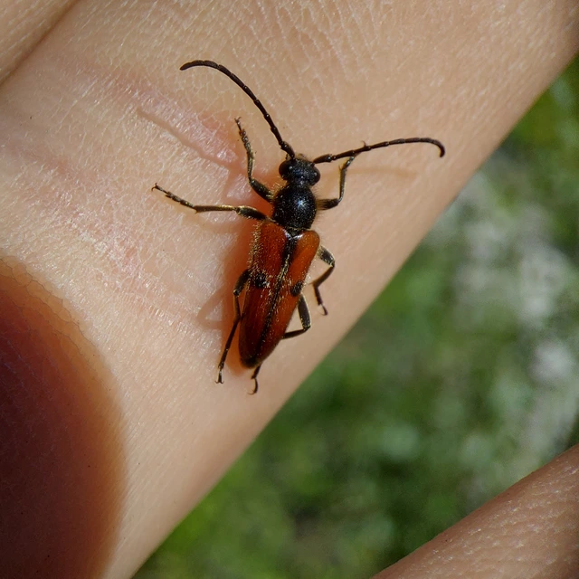 Vadonia unipunctata - kétpettyes virágcincér