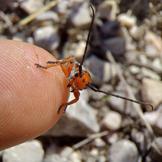 Phytoecia argus - árgusszemű cincér