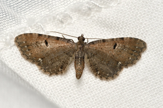 Eupithecia assimilata - komló-törpearaszoló