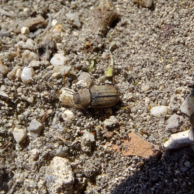 Gonocephalum granulatum pusillum