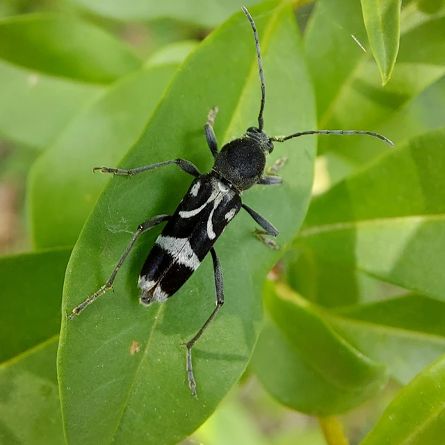 Chlorophorus figuratus - rajzos darázscincér