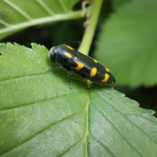 Ptosima undecimmaculata - sárgafoltos díszbogár