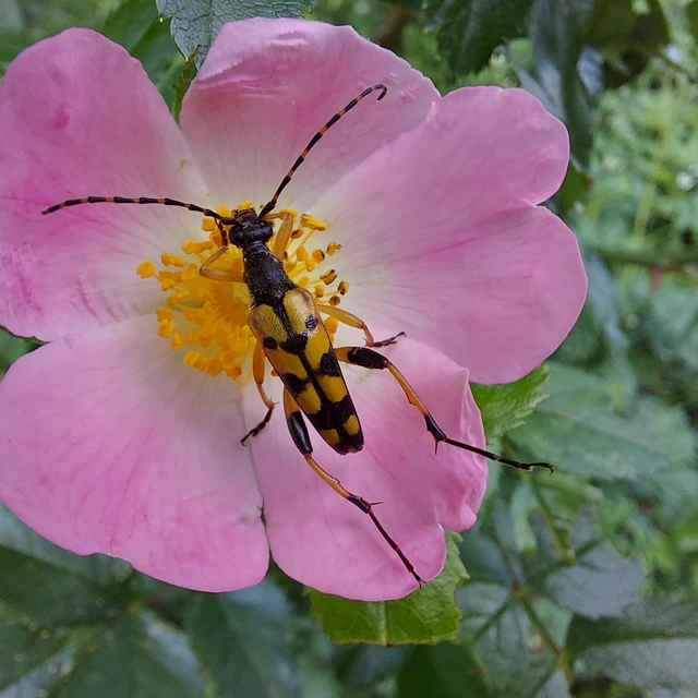 Rutpela maculata - tarkacsápú karcsúcincér