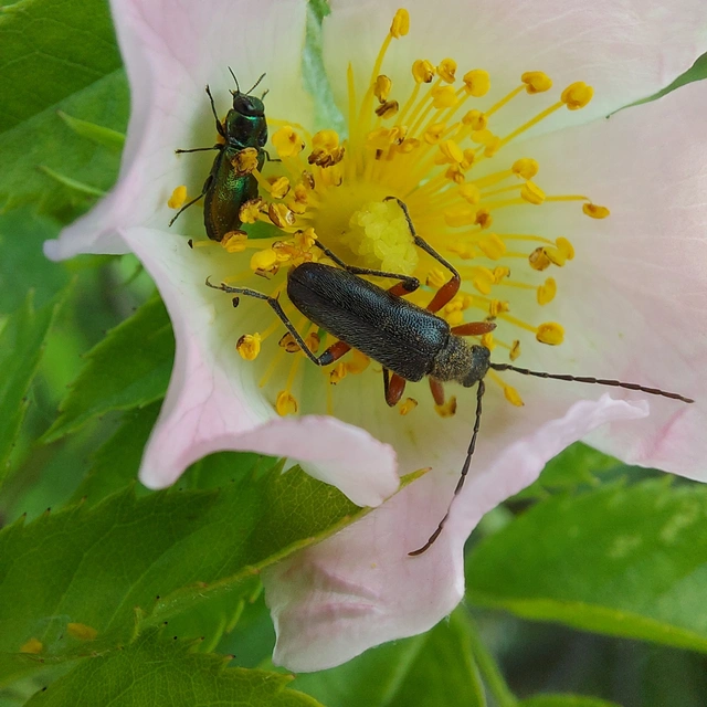 Cortodera villosa - bozontos cserjecincér