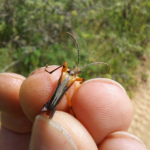 Stenocorus meridianus - fűz-gyökércincér