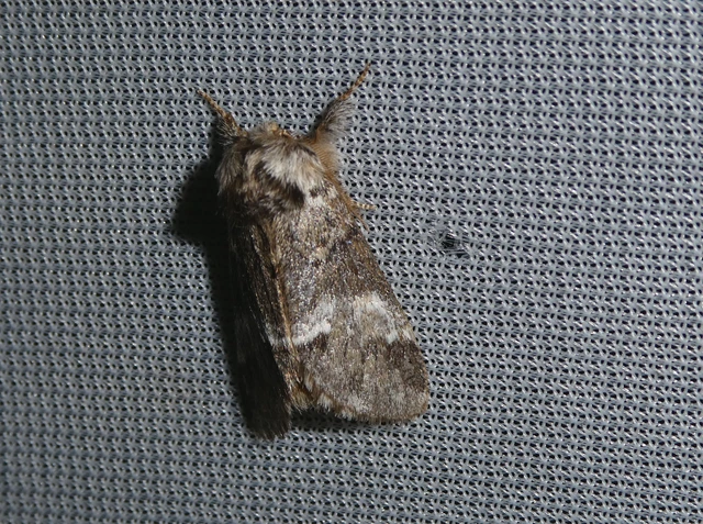 Drymonia dodonea - bélyeges púposszövő