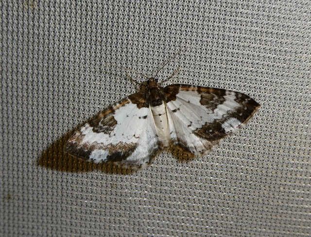 Melanthia procellata - hullámos tarkaaraszoló