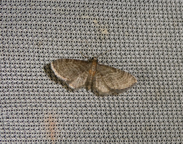 Eupithecia haworthiata - rozsdástestű törpearaszoló