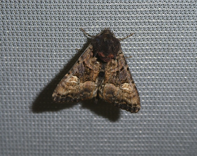 Euplexia lucipara - szeder-csipkésbagoly