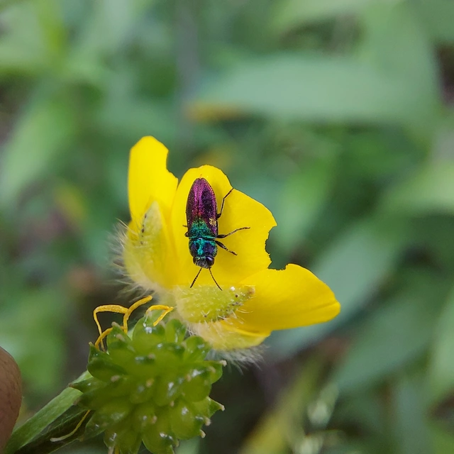 Anthaxia semicuprea - rezes virágdíszbogár