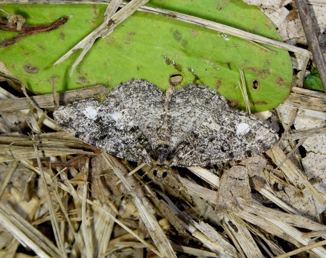 Parectropis similaria - barna zuzmóaraszoló