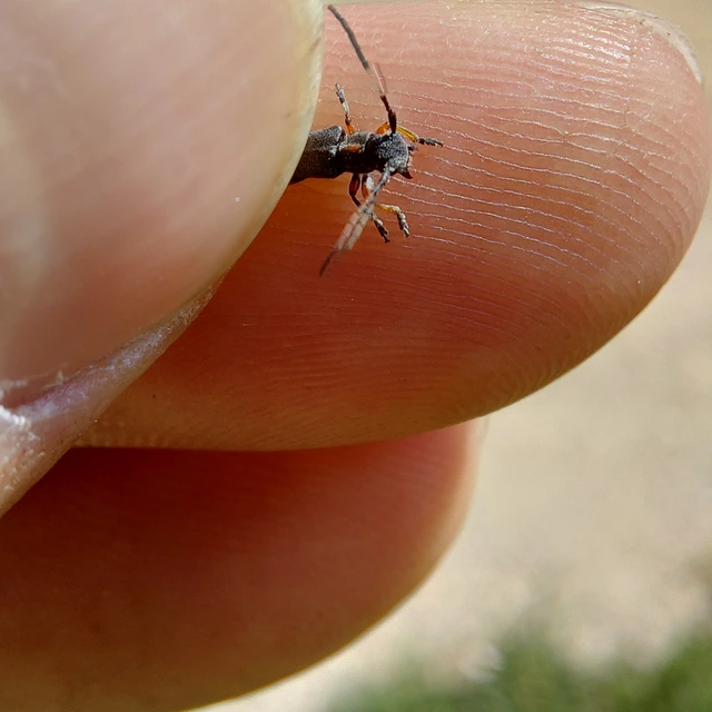 Phytoecia pustulata - parányi fűcincér