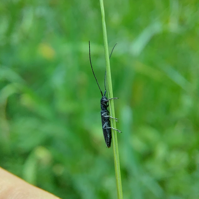 Theophilea subcylindricollis - hengeres szalmacincér Theophilea subcylindricollis - hengeres szalmacincér
