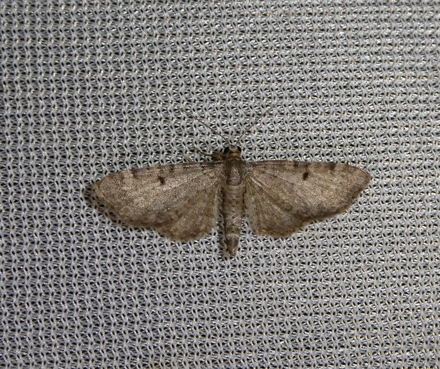 Eupithecia selinata - lápi törpearaszoló