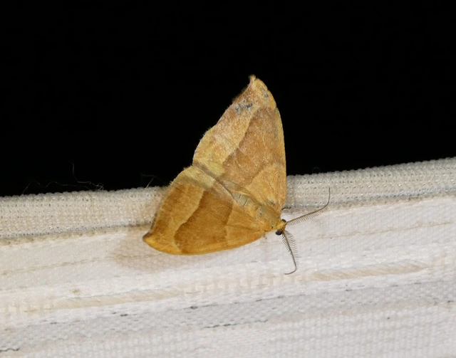 Watsonalla cultraria - bükkfa-sarlósszövő