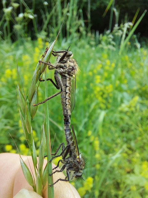 Dysmachus