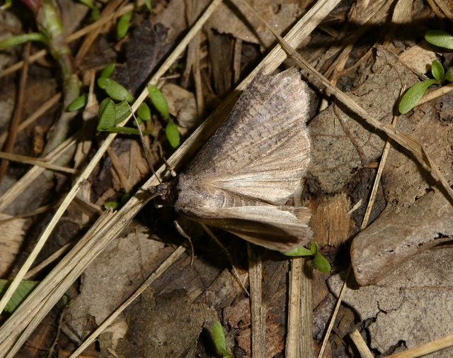 Lygephila procax - fekete csüdfűbagoly