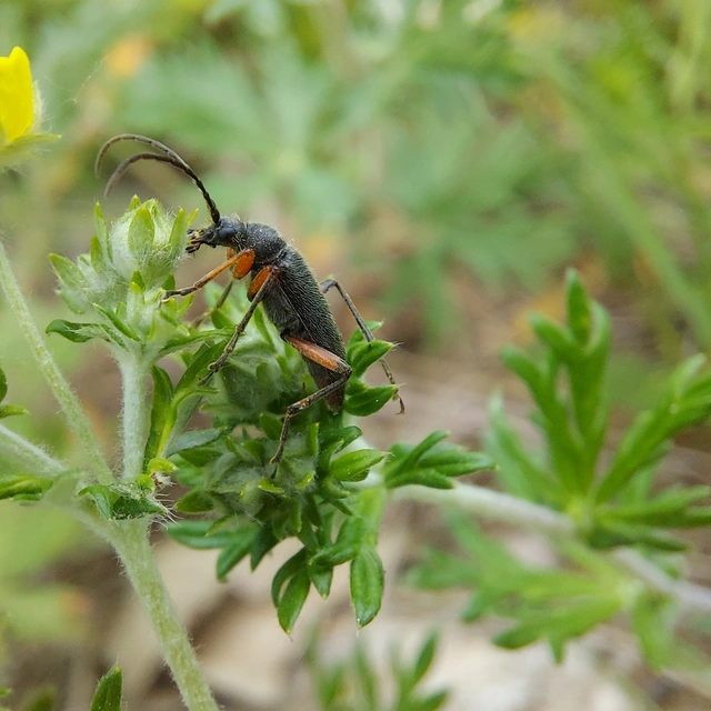 Cortodera villosa - bozontos cserjecincér