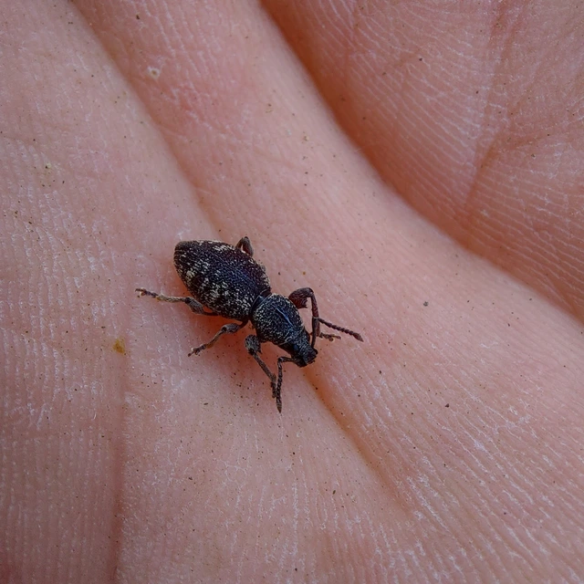 Otiorhynchus fullo - aranypikkelyes gyalogormányos