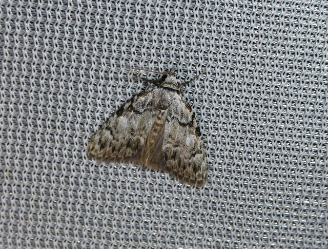 Meganola strigula - hamvas pamacsosszövő