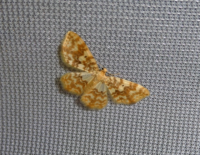 Hydrelia flammeolaria - narancssárga araszoló