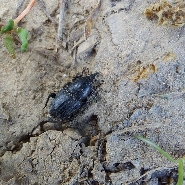 Sphenophorus striatopunctatus - mezei zsuzsok